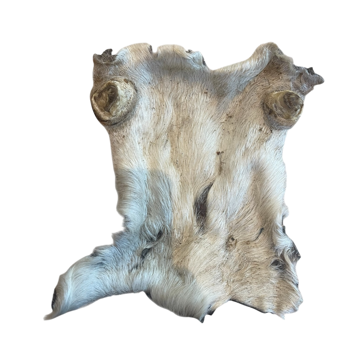 Rinder Kopfhaut Platte mit Fell L – Bones & Bites