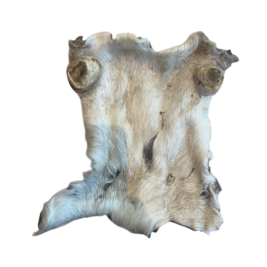 Rinder Kopfhaut Platte mit Fell L – Bones & Bites