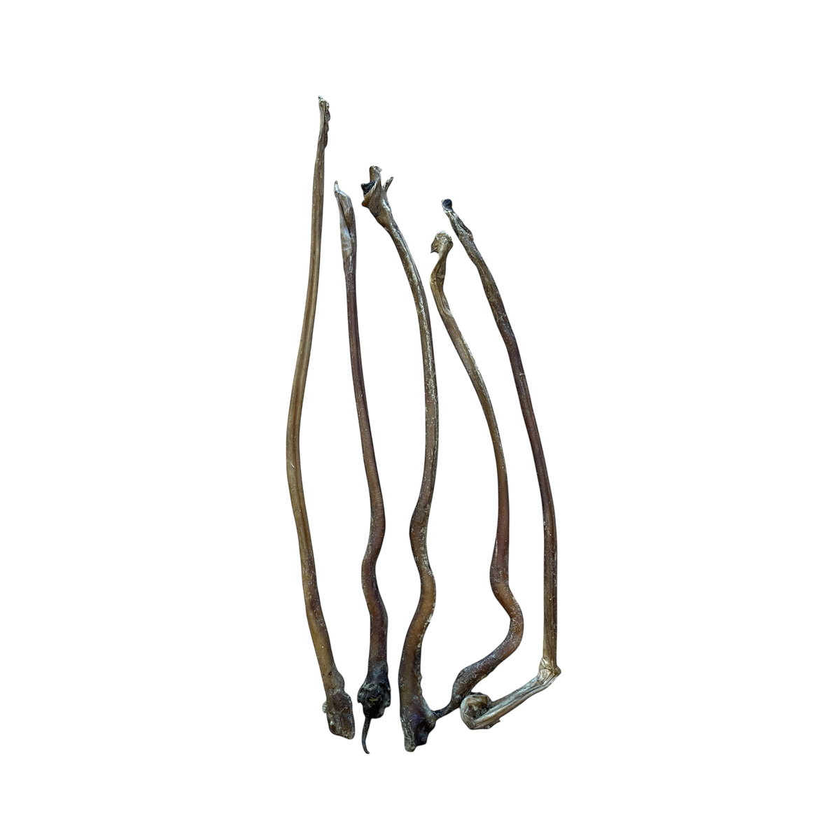 Lamm Ziemer aus 100 % Lamm – Bones & Bites
